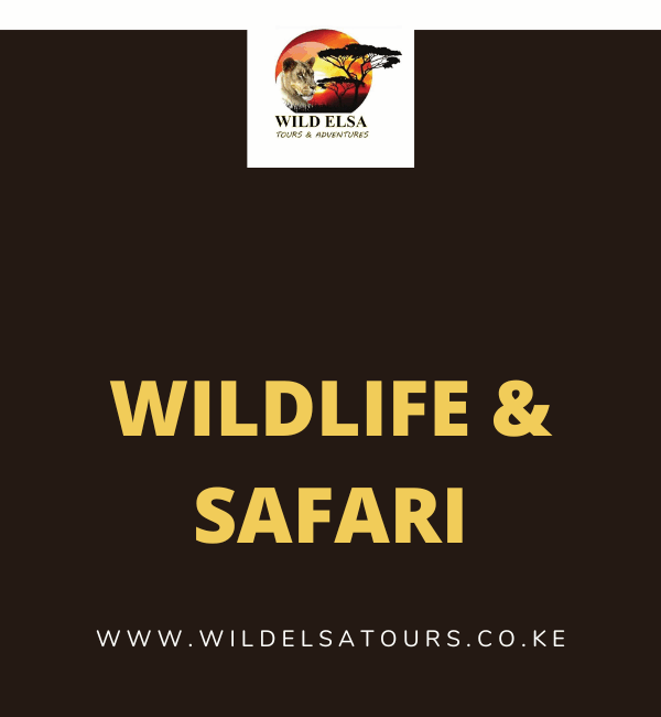 Wildlife & Safari