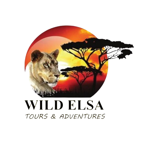 wildelsatoursandadventures-transparent-logo